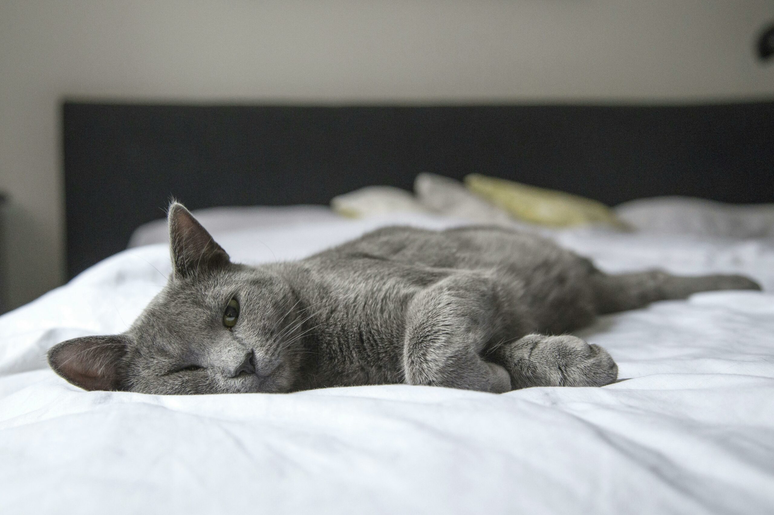 Chat de Sophie Bernard
