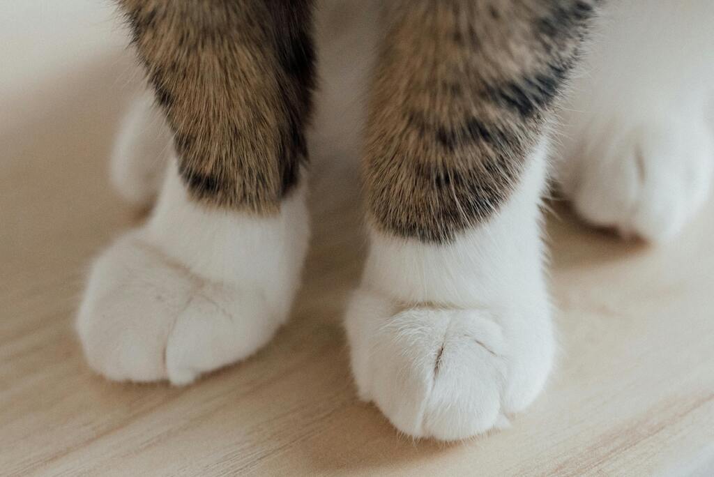 Pattes de chat